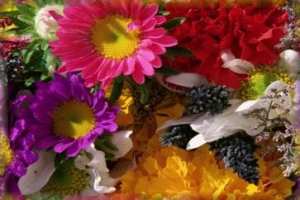 fleurette